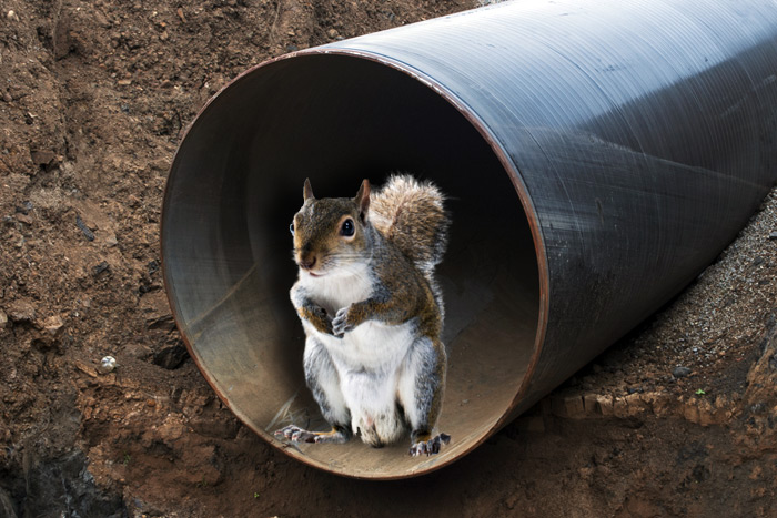 Squirrels and sewers don't mix