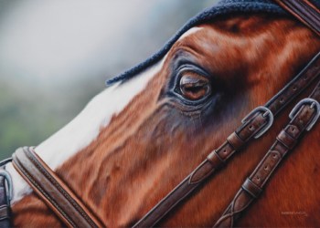 Dan's Papers cover art and Hampton Classic poster, 