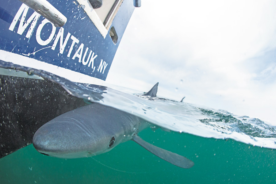 A blue shark circles The Sea Turtle off Montauk