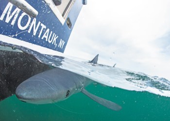A blue shark circles The Sea Turtle off Montauk