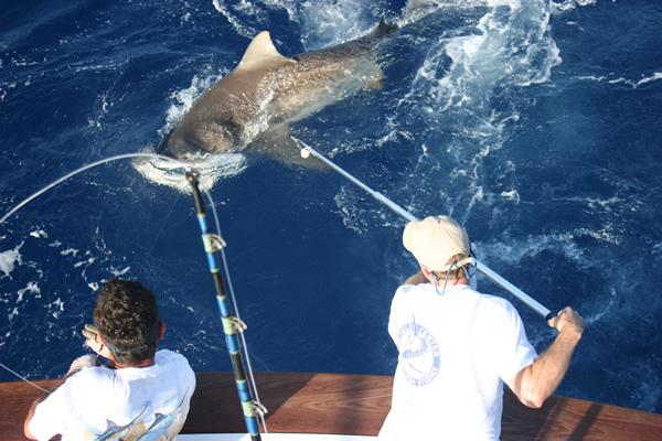 Shark Tagging