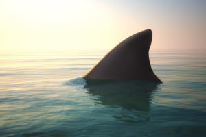 The Shark's Eye No-Kill Tournament kicks off this weekend in Montauk!
