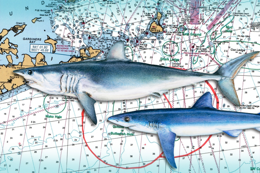 Montauk Marine Basin map with tournament boundaries, with a blue shark and mako, Shark art by Dorling Kindersley