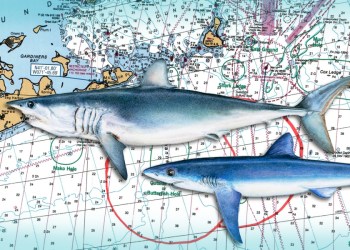 Montauk Marine Basin map with tournament boundaries, with a blue shark and mako, Shark art by Dorling Kindersley