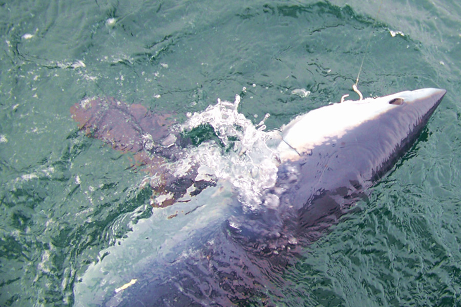 Sean and Brooks Paxton caught, tagged and released this mako shark on board the Cricket II with Frank Mundus off Montauk in 2007. The circle hook worked just as advertised.