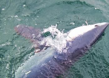 Sean and Brooks Paxton caught, tagged and released this mako shark on board the Cricket II with Frank Mundus off Montauk in 2007. The circle hook worked just as advertised.