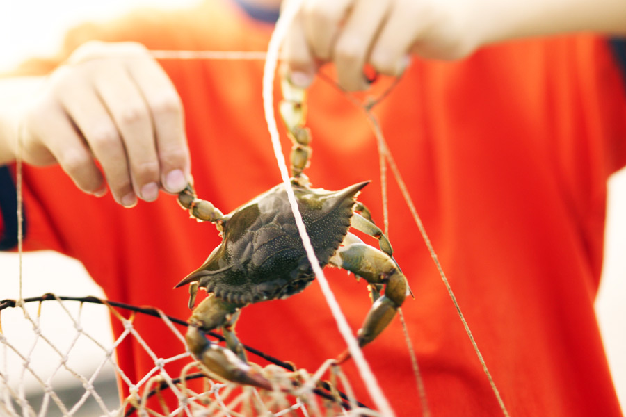 Fear the Net - Crab in net