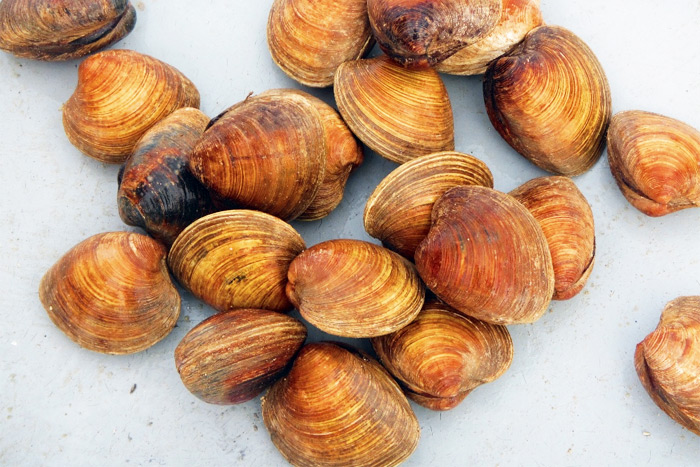 Shinnecock Bay Restoration Project is improving clams populations