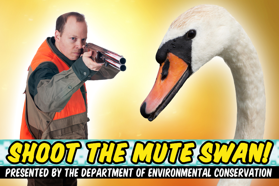 "Shoot the Mute Swan," Hampton Subway's new marketing director's work for the DEC