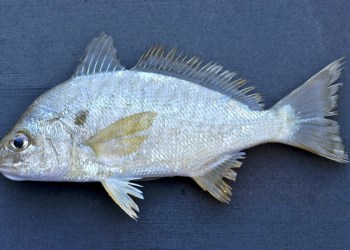 Spot croaker.
