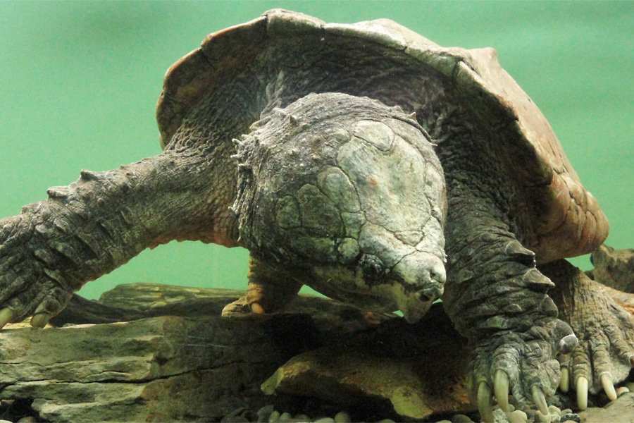 Snapping Turtle