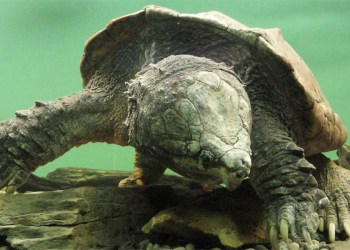 Snapping Turtle