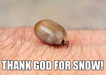 Ticks love a harsh winter