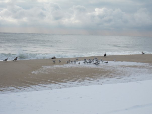 Snow and seagulls on the beach.