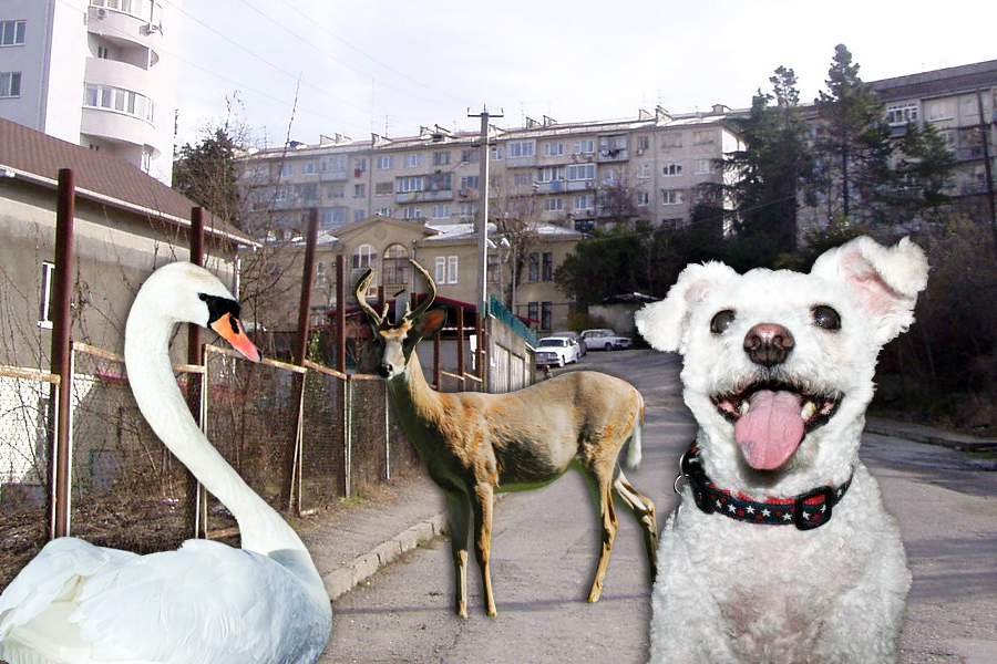 Sochi and the East End provide all sorts of animals to kill