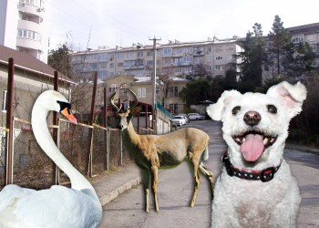 Sochi and the East End provide all sorts of animals to kill
