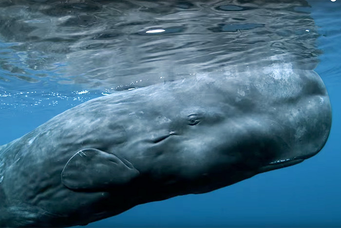 A scene from HIFF Signature Programs film "Sonic Sea"