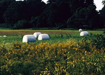 Giant marshmallows in Southampton