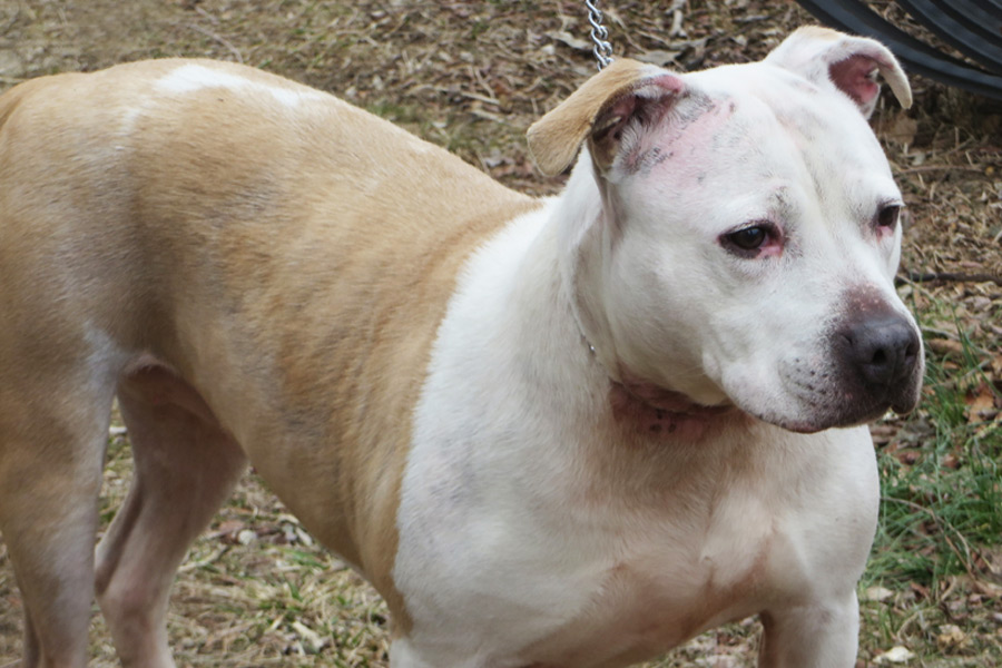 Stella at Smithtown Animal Shelter needs a home