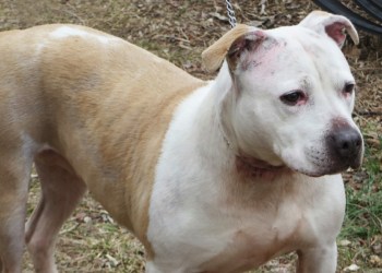 Stella at Smithtown Animal Shelter needs a home