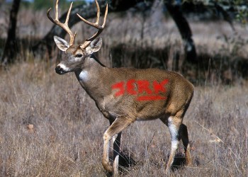 Steve the jerk deer is already marked for culling