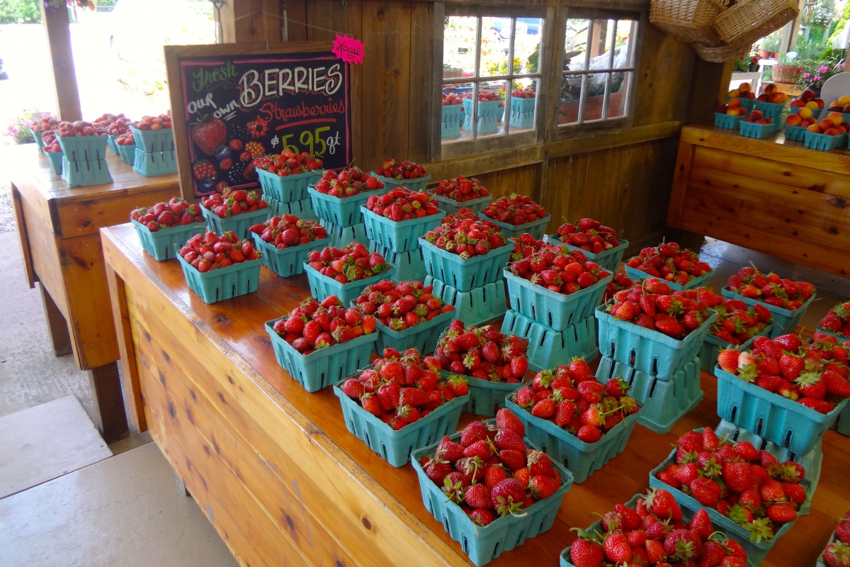 Long Island strawberries.