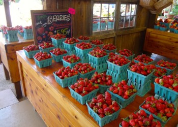 Long Island strawberries.