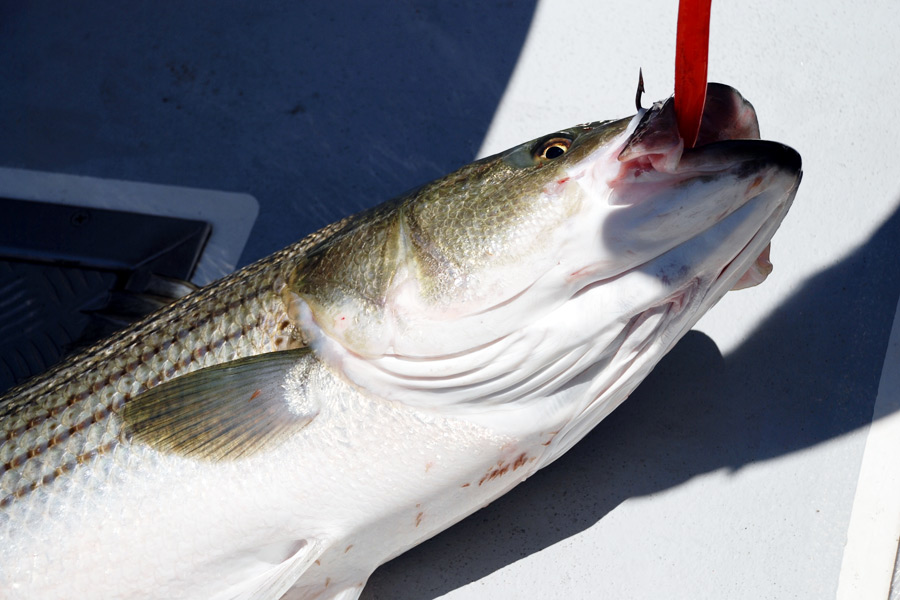 Can you catch the biggest striper in the state?