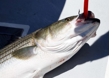 Can you catch the biggest striper in the state?