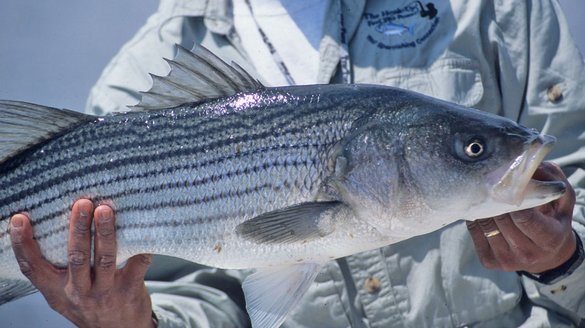 Striped_Bass1