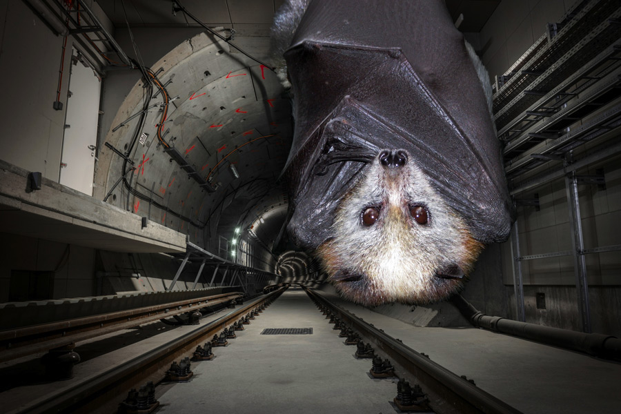 Bats are nesting in the Hamptons Subway's Noyac tunnel,