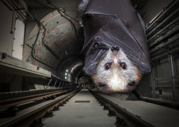 Bats are nesting in the Hamptons Subway's Noyac tunnel,
