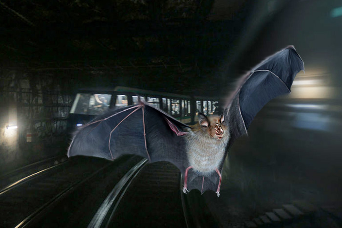 Hamptons Subway bat