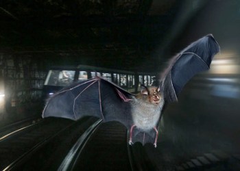 Hamptons Subway bat