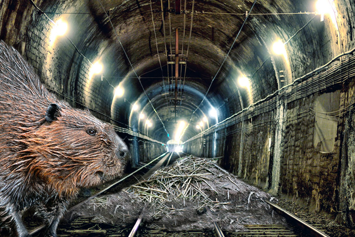 A beaver dam was found in the Hamptons Subway tunnels