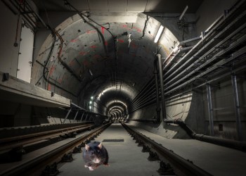Hamptons Subway Rat Tunnel