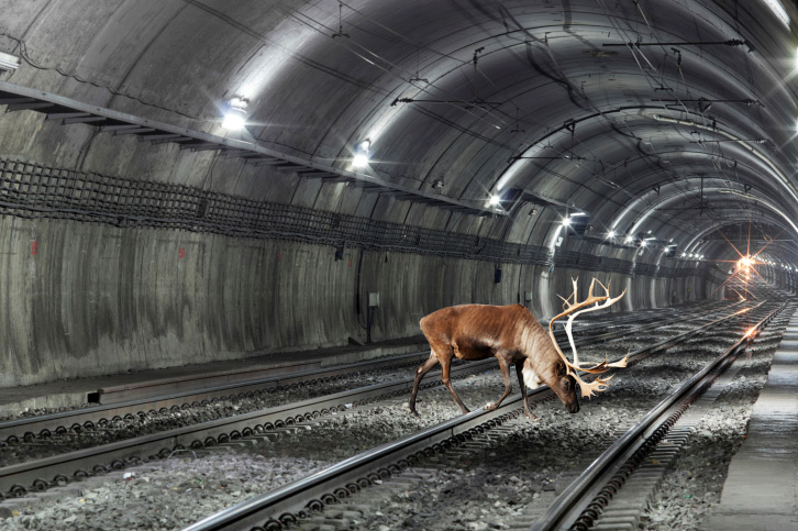 A reindeer blocked the Hamptons Subway tracks this week
