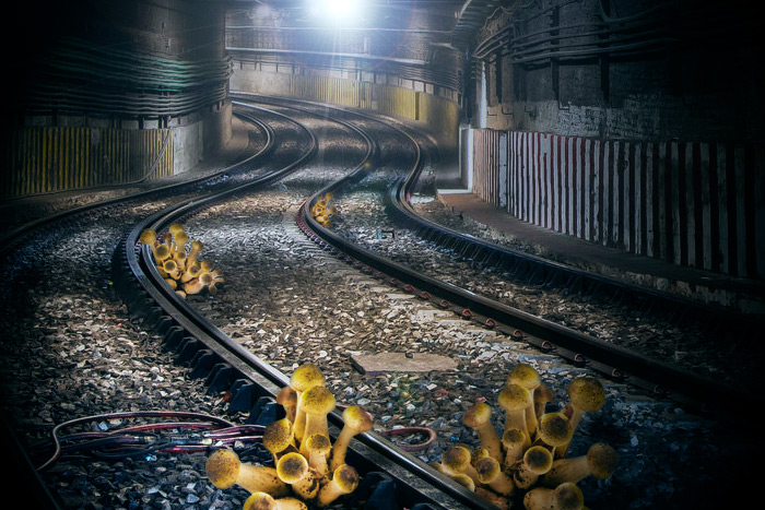 Subway mushrooms are all the rage in the Hamptons