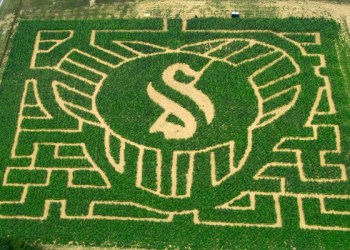 Sunflower Maze Arial