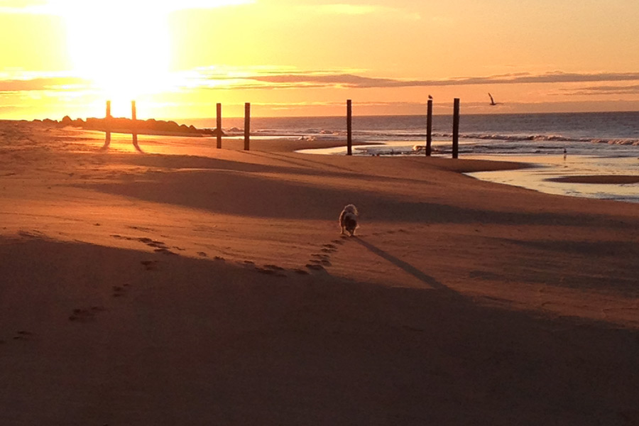 Bella takes in the Hamptons sunrise