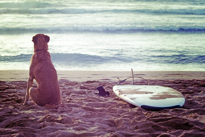 Surfer dog on the beach