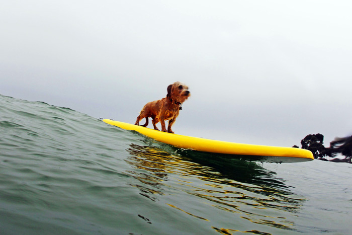 Surfing dog