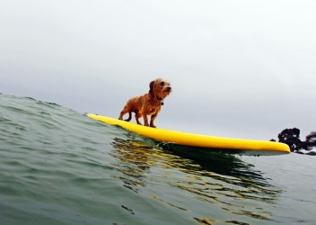 Surfing dog