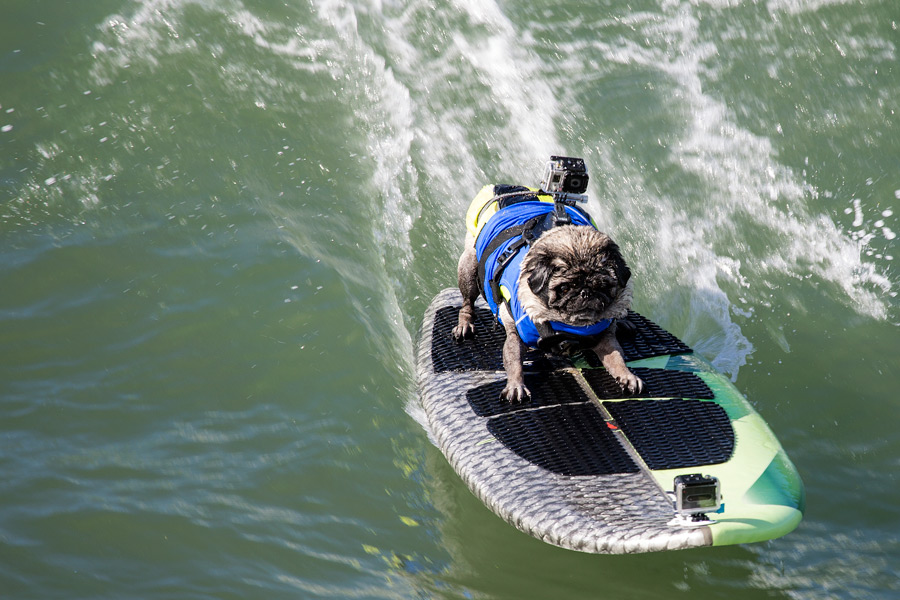 Surfing pug dog