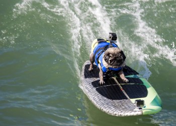 Surfing pug dog