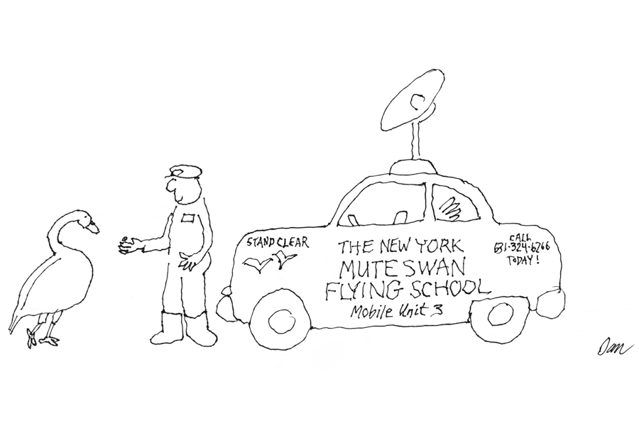 Mute Swan Flying School Cartoon by Dan Rattiner