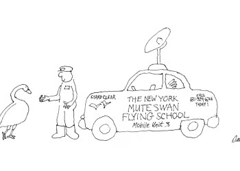 Mute Swan Flying School Cartoon by Dan Rattiner