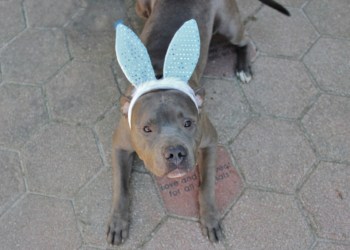 Taiga is available for adoption at Southampton Animal Shelter.