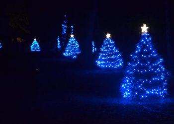 Blue lights on Three Mile Harbor, photo credit: Gabby Stephenson