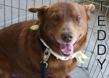 Teddy the rescue dog